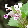 Lamium garganicum