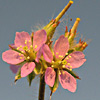 Monsonia helliotropioides