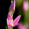 Centaurium spicatum