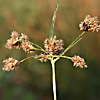 Bolboschoenus maritimus