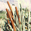 Typha latifolia