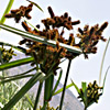 Cyperus dives