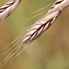 Bromus brachystachys