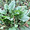 Plantago major