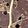 Utricularia australis