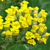 Achillea biebersteinii