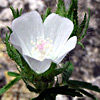 Althaea hirsuta