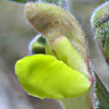 Scutellaria tomentosa