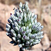 Allium artemisietorum