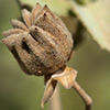 Abutilon fruticosum