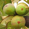 Ficus carica