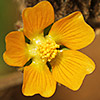 Abutilon theophrasti