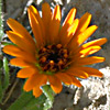 Calendula pachysperma