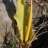 Yellow biarum 