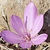 Colchicum feinbruniae