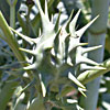 Datura ferox