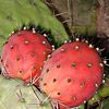 Opuntia ficus-indica