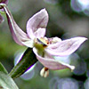 Epipactis helleborine