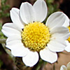 Anthemis rascheyana