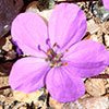 Erodium acauale