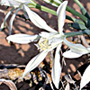 Desert Pancratium 