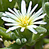 Mesembryanthemum nodiflorum