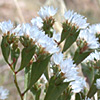 Limonium lobatum