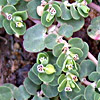 Euphorbia serpens