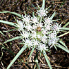 Exoacantha heterophylla
