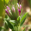 Trifolium dasyurum