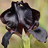 Iris atrofusca