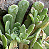 Rosularia lineata