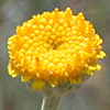 Tanacetum santolinoides
