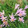 Steven%27s Meadow-saffron 