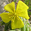 Helianthemum syriacum