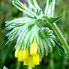 Onosma gigantea