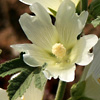 Alcea galilaea