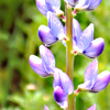 Lupinus angustifolius