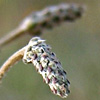 Plantago albicans