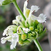 Nepeta italica