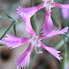 Dianthus pendulus