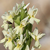 Dactylorhiza romana