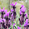 Lavandula stoechas