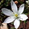 Ornithogalum neurostegium