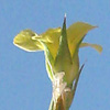 Linum corymbulosum