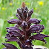 Orobanche lavandulacea