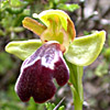 Ophrys fleischmannii