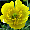 Ranunculus millefolius