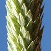 Phleum subulatum