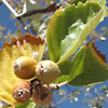 Sorbus umbelata